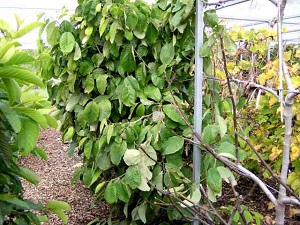 Cherimoya