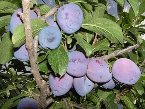 Angelina Plum