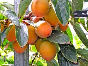 Akayaki Persimmon