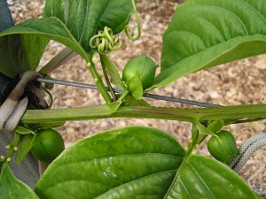 Sweet Granadilla Buds