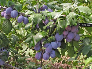 Grand Duke Plum