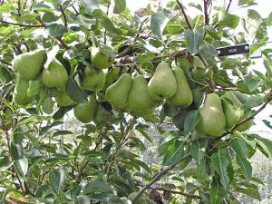 Vicar of Winkfield Pear