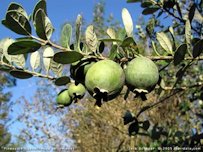 Ripe Feijoa Fruits