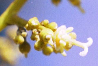 Fully Developed Hermaphrodite Female Just Opened Flower on the 'Sweetheart' Variety