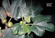 Ficus carica L.