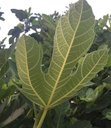 Ficus carica. Sassi di Matera, Italy.