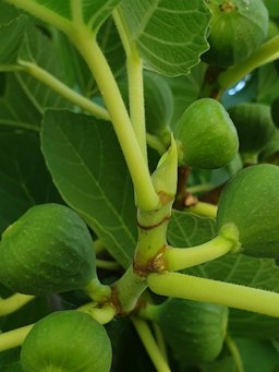 Ficus carica. Kavarna, Dobrich, Bulgaria.