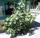 Ficus carica. Mea She'arim, Jerusalem, Israel.