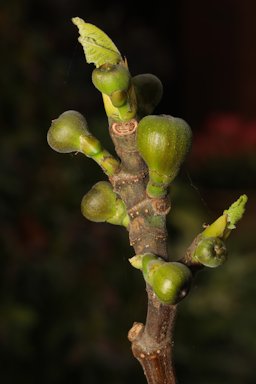 Ficus carica. Woolton, Liverpool, Merseyside, UK.