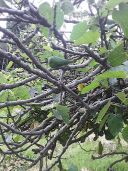 Ficus carica. La Concepcion, Cajicá, Cundinamarca, Colombia.