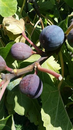 Ficus carica. McLane, Fresno, CA, USA.