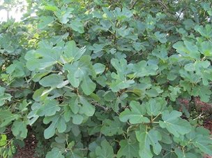 Landscaping with Fig Trees