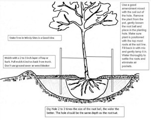 Planting a fig tree