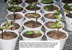 Grafted seedlings