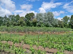 Champs de figuiers entre Vacqueyras, Beaumes de Venise et Sarrians, dans le Vaucluse