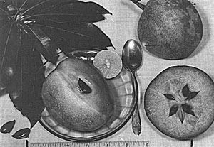 The sapodilla (Manilkara zapota)