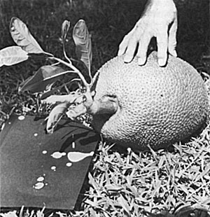 Much white, gummy latex flows from the jackfruit stalk when the slightly underripe fruit is harvested