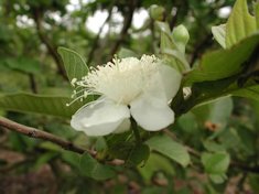 Guava Flower