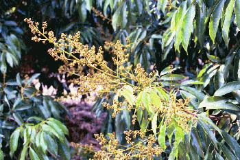 A Flower Panicle of the 'Brewster' Variety