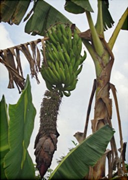 'French' plantain