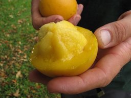 Garcinia xanthochymus (Yellow mangosteen, false mangosteen, gourka). Leaves. Hamana Pl Haiku, Maui, Hawaii