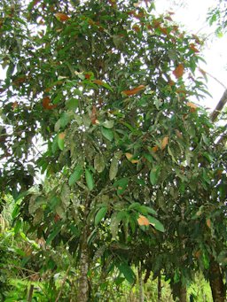 Garcinia macrophylla Mart. Peru