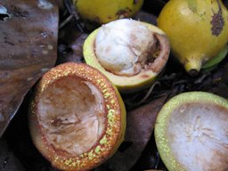 Garcinia macrophylla Mart.