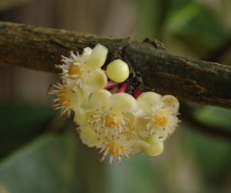 Achacha Garcinia humilis, Saint Andrew, Dominica