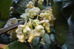 Garcinia Macrophylla Inflorescence