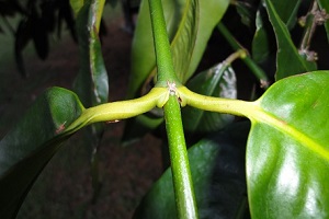 Leaf habit