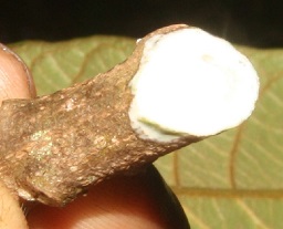 Pouteria viridis