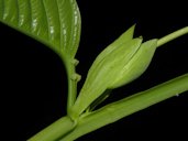 Passiflora quadrangularis