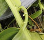 Passiflora quadrangularis L.