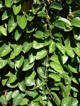 Passiflora quadrangularis (Giant granadilla), Leaves, Enchanting Floral Gardens of Kula, Maui, Hawaii.