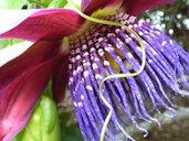 Passiflora quadrangularis (Giant granadilla), Flower, Enchanting Floral Gardens of Kula, Maui, Hawaii.