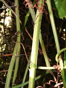 Passiflora quadrangularis (Giant granadi lla) Stems