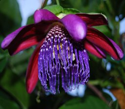 Giant Granadilla, Passiflora quadrangularis