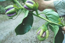 Flowering and fruiting vine