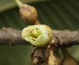 Pouteria viridis, (Pittier) Cronquist, Inflorescense