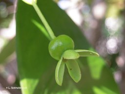 Immature fruit