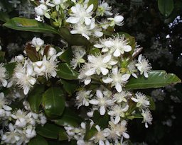 Tree in full bloom