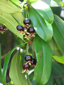 Fruit habit