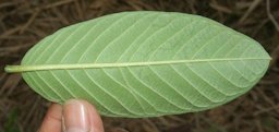 Undrside of leaf