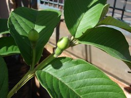 Psidium guajava (Guava). Leaves. Lowes Garden Center Kahului, Maui, Hawaii