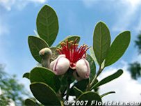 Feijoa's Edible Flower