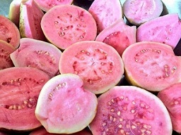 Several guava cultivars from Guavonia Guava Grove in Homestead's Redland Agricultural Area in Florida