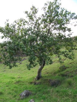 Psidium guajava (Guava).Habit Olinda, Maui, Hawaii