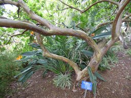 Psidium guajava (Guava). Trunk and bark at Enchanting Floral Gardens of Kula, Maui, Hawaii