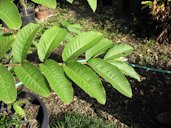 Psidium guajava (Guava). Leaves habit. KiHana Nursery Kihei, Maui, Hawaii