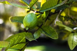 guava fruit